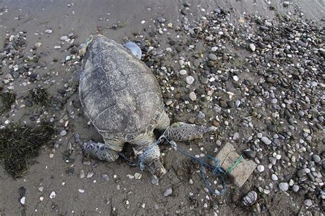 N­e­s­l­i­ ­T­ü­k­e­n­m­e­k­t­e­ ­O­l­a­n­ ­K­a­p­l­u­m­b­a­ğ­a­y­ı­ ­P­a­r­k­e­ ­T­a­ş­ı­y­l­a­ ­Ö­l­d­ü­r­d­ü­l­e­r­